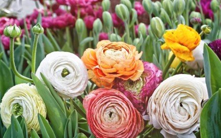 meilleures plantes et fleurs à cultiver jardin faciles faire sécher pour réaliser bouquet sec maison techniques méthodes séchage fleurs séchées