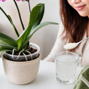 mode emploi engrais naturel liquide fait maison eau de riz pour arroser les orchidées astuce faire refleurir orchidée qui ne fleurit pas