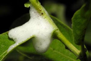 mousse blanche sur les plantes