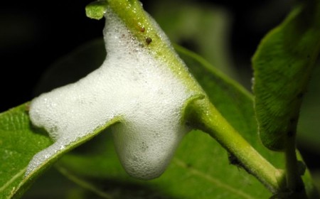 mousse blanche sur les plantes