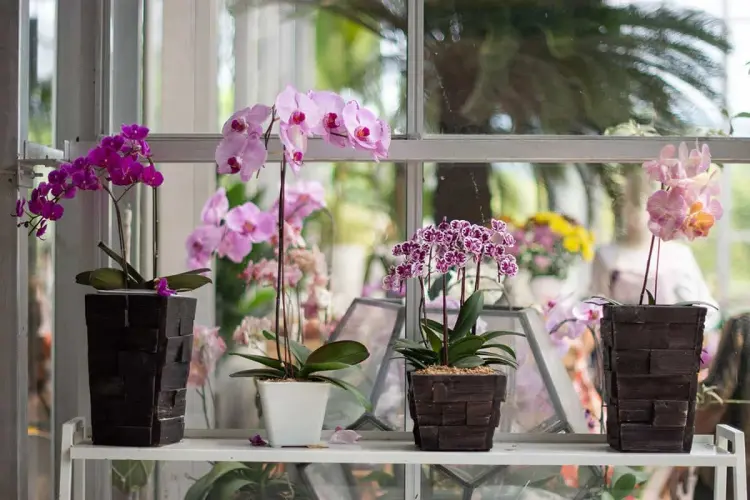 nouvelle hampe florale orchidée stimuler floraison