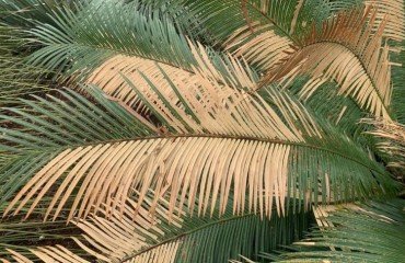 palmier qui jaunit