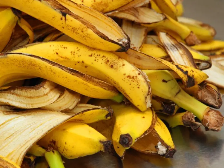 peau de banane compost réussir son compost quels aliments composter