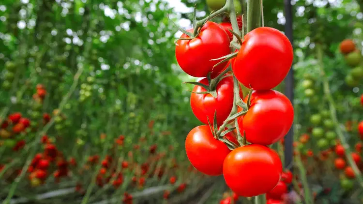 peut on semer des tomates au mois de juillet
