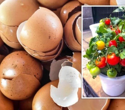 pied de tomates coquilles d’œufs apporter calcium nécessaire croissance plantes