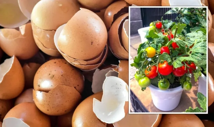 pied de tomates coquilles d’œufs apporter calcium nécessaire croissance plantes