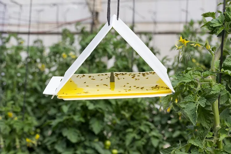 piège à insectes glue astuce pour protéger les arbres fruitiers des oiseaux et des insectes ravageurs au jardin en été