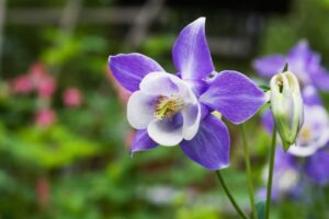 plante qui n'a pas besoin de lumière