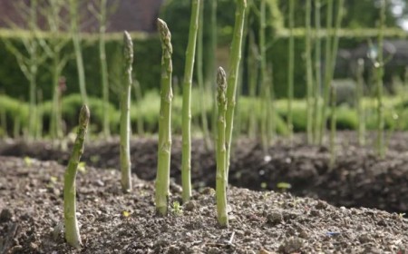 planter des asperges vertes