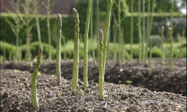 planter des asperges vertes