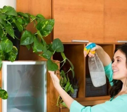 plantes à ne jamais traiter avec du vinaigre acide acétique détruit membrane cellulaire dessèche feuilles