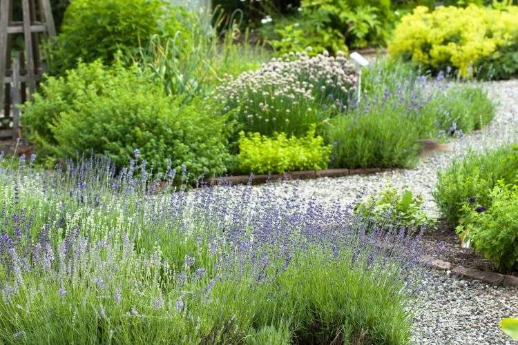 plantes aromatiques résistantes à la sécheresse survivre exposition soleil manque eau