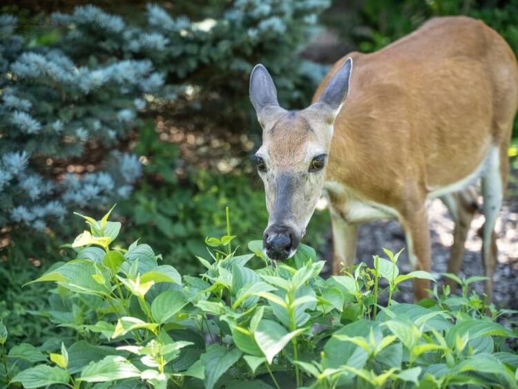 plantes d’ombre repoussent cerfs fortes odeurs goûts désagréables propriétés toxiques