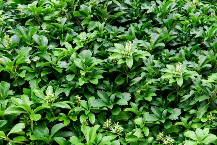 plantes d’ombre résistantes aux cerfs pachysandre japonaise couvre sol arbustif sol argileux