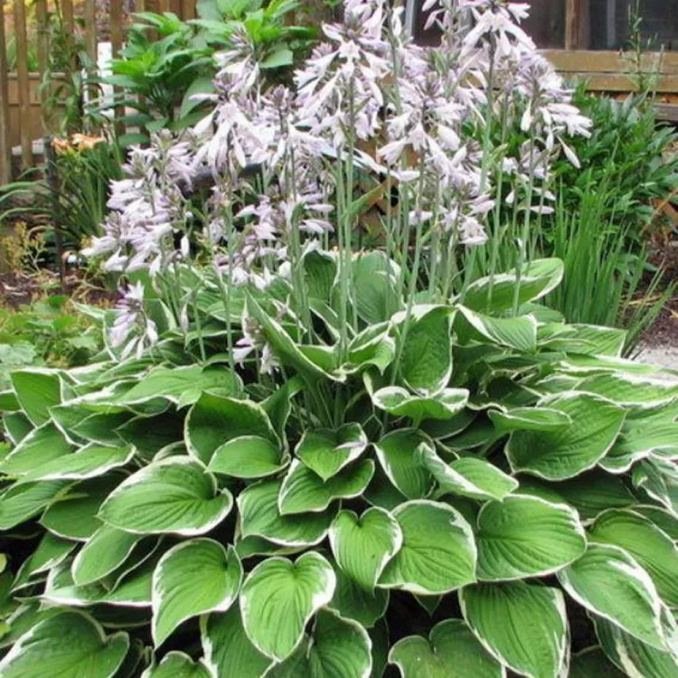 plantes increvables hosta floraison durable créer couvre sol feuilles vertes veineuses grappes fleurs clochettes blanches
