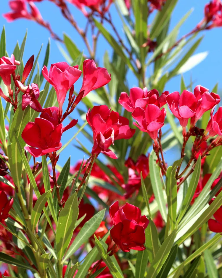 plantes qui absorbent la chaleur soleil laurier rose arbuste jardin plein sud sans entretien arrosage
