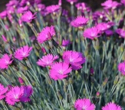 plantes qu’on ne peut pas tuer tapis violet rose blanc lavande œillet vrai odorant