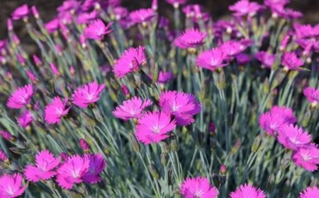 plantes qu’on ne peut pas tuer tapis violet rose blanc lavande œillet vrai odorant