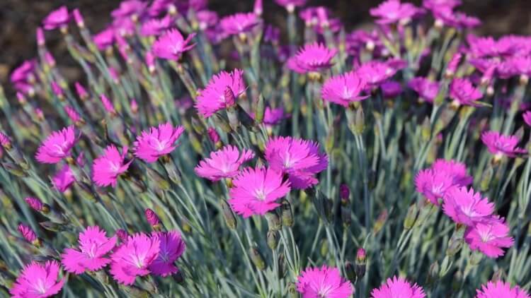 plantes qu’on ne peut pas tuer tapis violet rose blanc lavande œillet vrai odorant