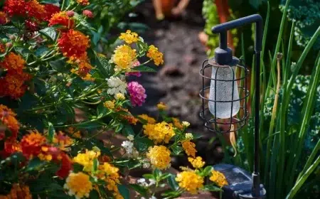 plantes résistant à la sécheresse lantana plantes sans eau extérieur