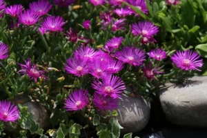 plantes vivaces couvre sol plein soleil delosperma