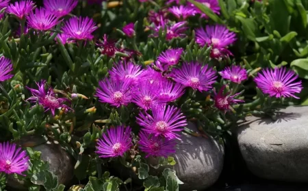 plantes vivaces couvre sol plein soleil delosperma