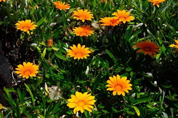 plantes vivaces couvre sol plein soleil fleurs jaunes vivaces couvre sol gazania rigens