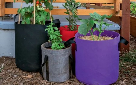 potager en sac terreau jardin balcon terrasse fumier terre bacsac culture tendance 2023 tomates legumes herbes pomme de terre