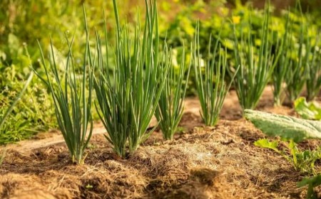 pourquoi casser les tiges des oignons feuilles rassemblées commencent désunir former tige milieu
