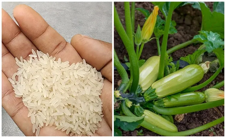 pourquoi comment mettre du riz au pied des courgettes booster croissance rendement courgettes eau cuisson de riz engrais fertilisant naturel potager