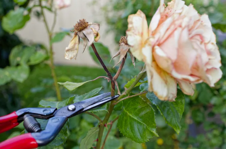 pourquoi et comment couper la tige des roses fanées quel est le bon endroit foliole oeil rosiers quels outils