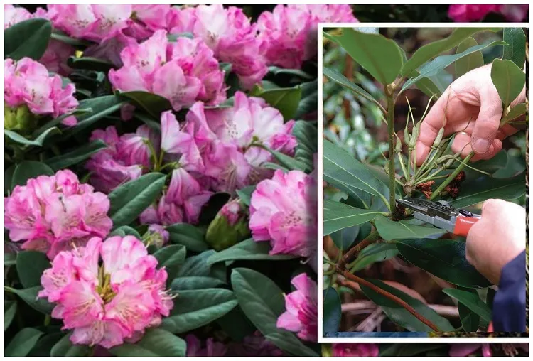 pourquoi et quand tailler rhododendron jardin pleine terre ou pot conseils astuce taille floraison
