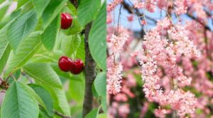 pourquoi le cerisier ne donne pas de fruits