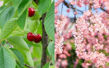 pourquoi le cerisier ne donne pas de fruits