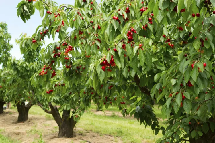 pourquoi le cerisier ne donne pas de fruits causes remèdes
