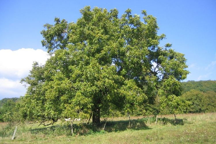 pourquoi le noyer ne donne pas des noix