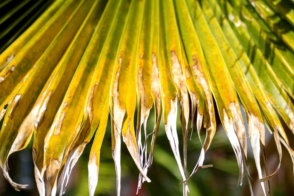pourquoi les feuilles de palmier jaunissent