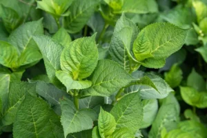 pourquoi les hortensias ne fleurissent pas causes et solutions astuces pour faire fleurir hortensia