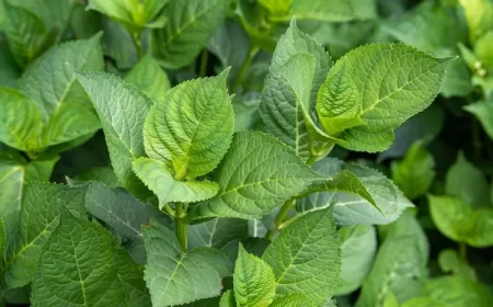 pourquoi les hortensias ne fleurissent pas causes et solutions astuces pour faire fleurir hortensia