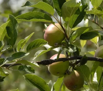 pourquoi les pommes tombent avant maturité causes et solutions