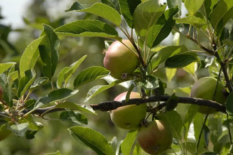 pourquoi les pommes tombent avant maturité causes et solutions