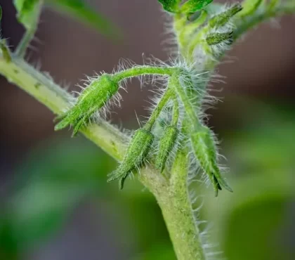 pourquoi mes tomates ne fleurissent pas causes fréquentes solutions remèdes