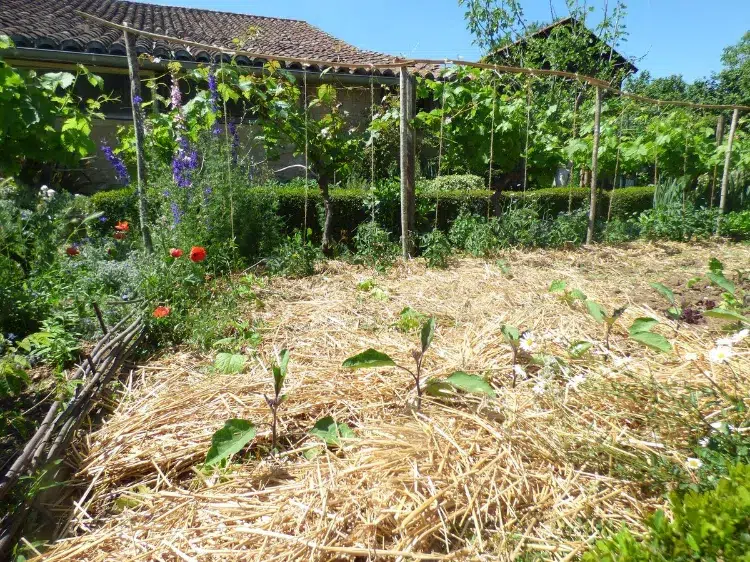 pourquoi pailler son potager 2023