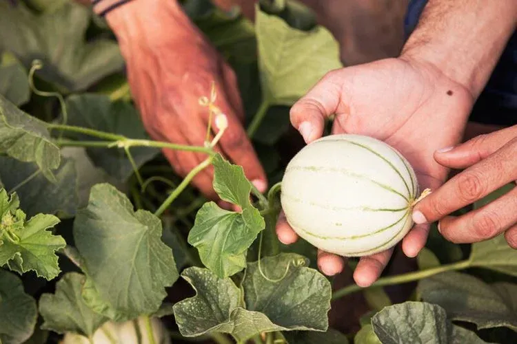pourquoi palisser les melons 2023 
