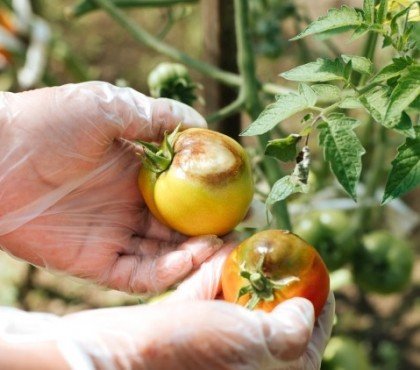 prévenir le mildiou de la tomate comment