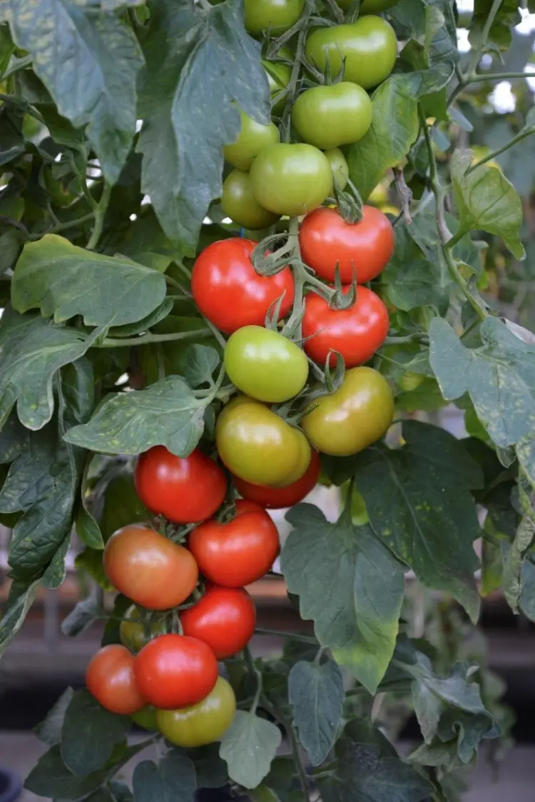 prévenir le mildiou de la tomate comment varétés résistantes