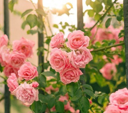 prolonger la floraison des rosiers astuces maison simples