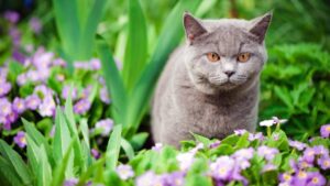 protéger le potager des chats comment