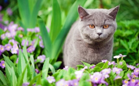 protéger le potager des chats comment