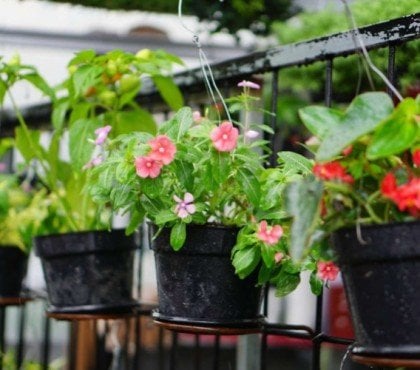 protéger les pots de fleurs en été